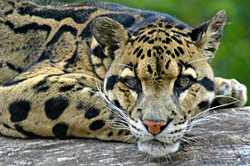 Clouded Leopard Photo